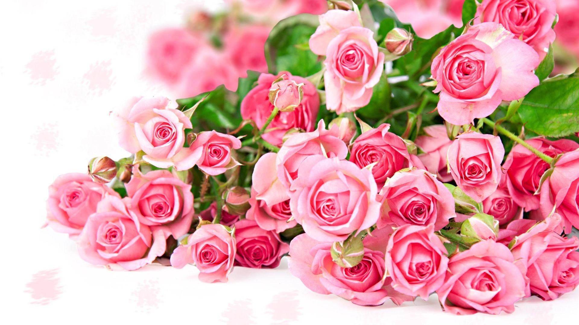 1920x1080 Beautiful Pink Roses hình nền