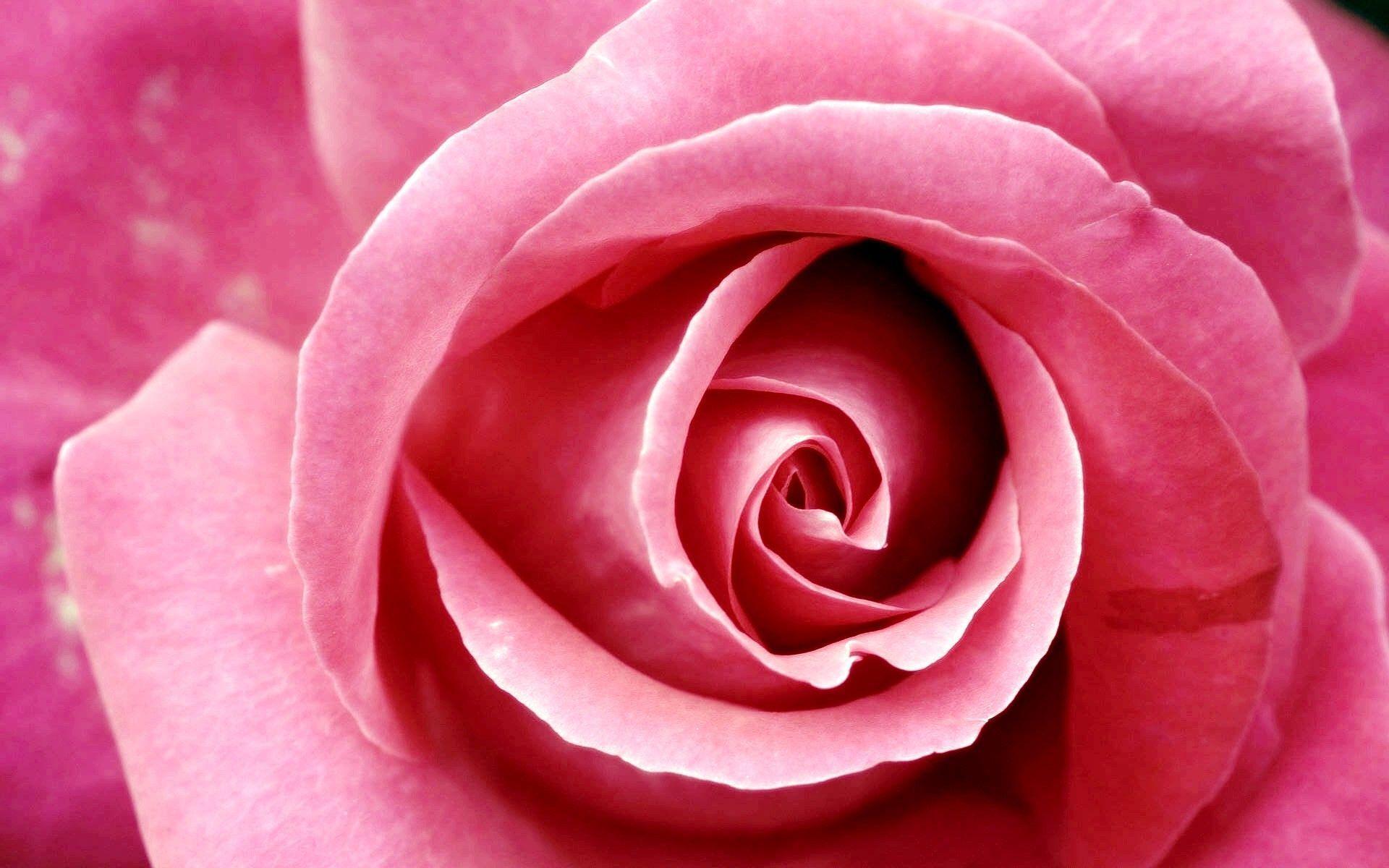 1920x1200 Pink Rose hình nền