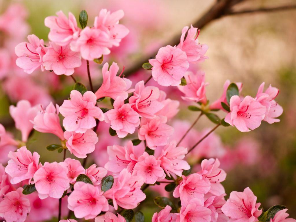 Pink Flowers HD Wallpapers - Top Free Pink Flowers HD Backgrounds -  WallpaperAccess