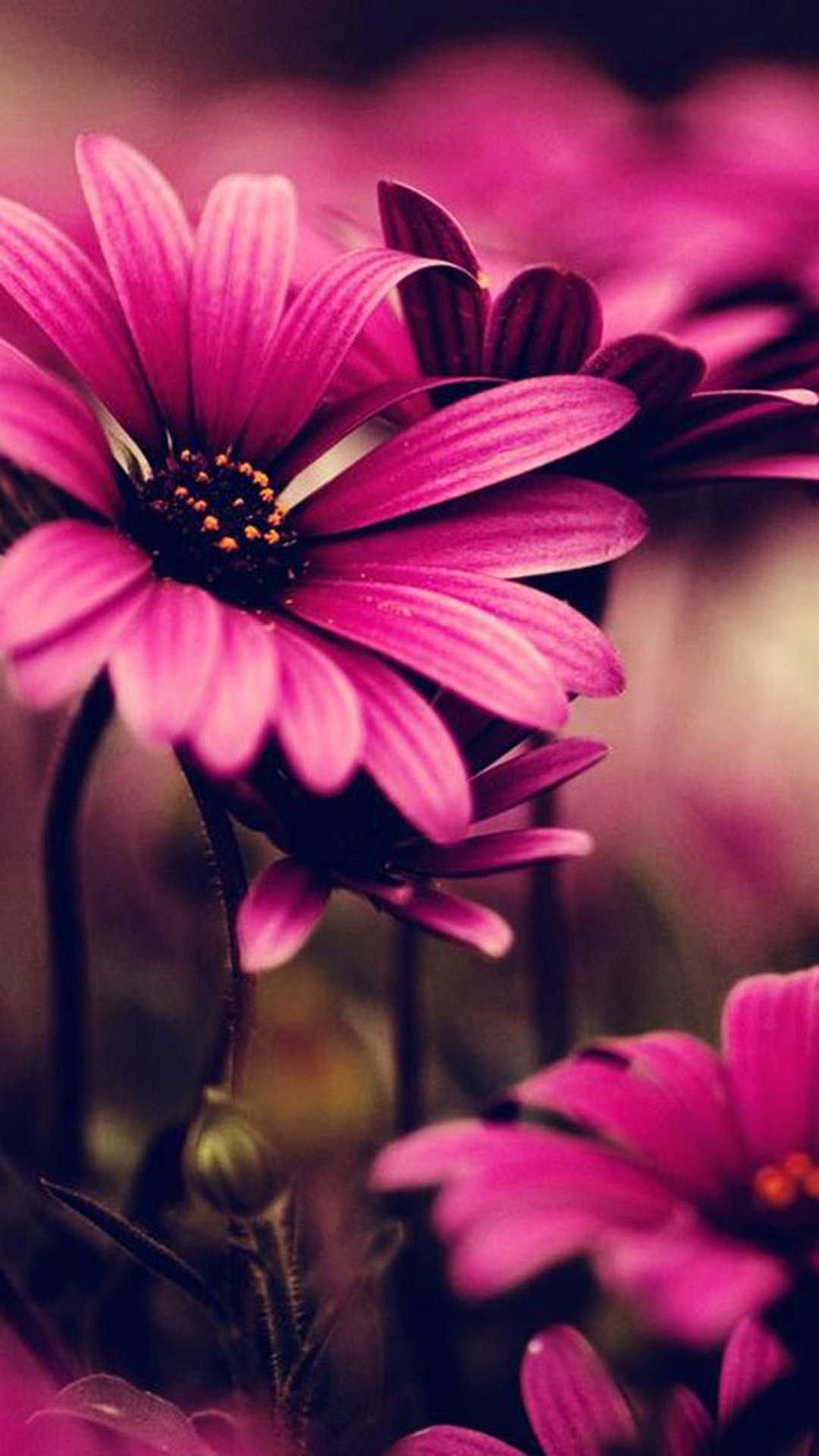 Pink Flower Wallpapers - Top Free Pink Flower Backgrounds - WallpaperAccess