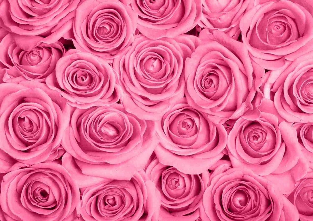 Pink Roses Wallpapers - Top Những Hình Ảnh Đẹp