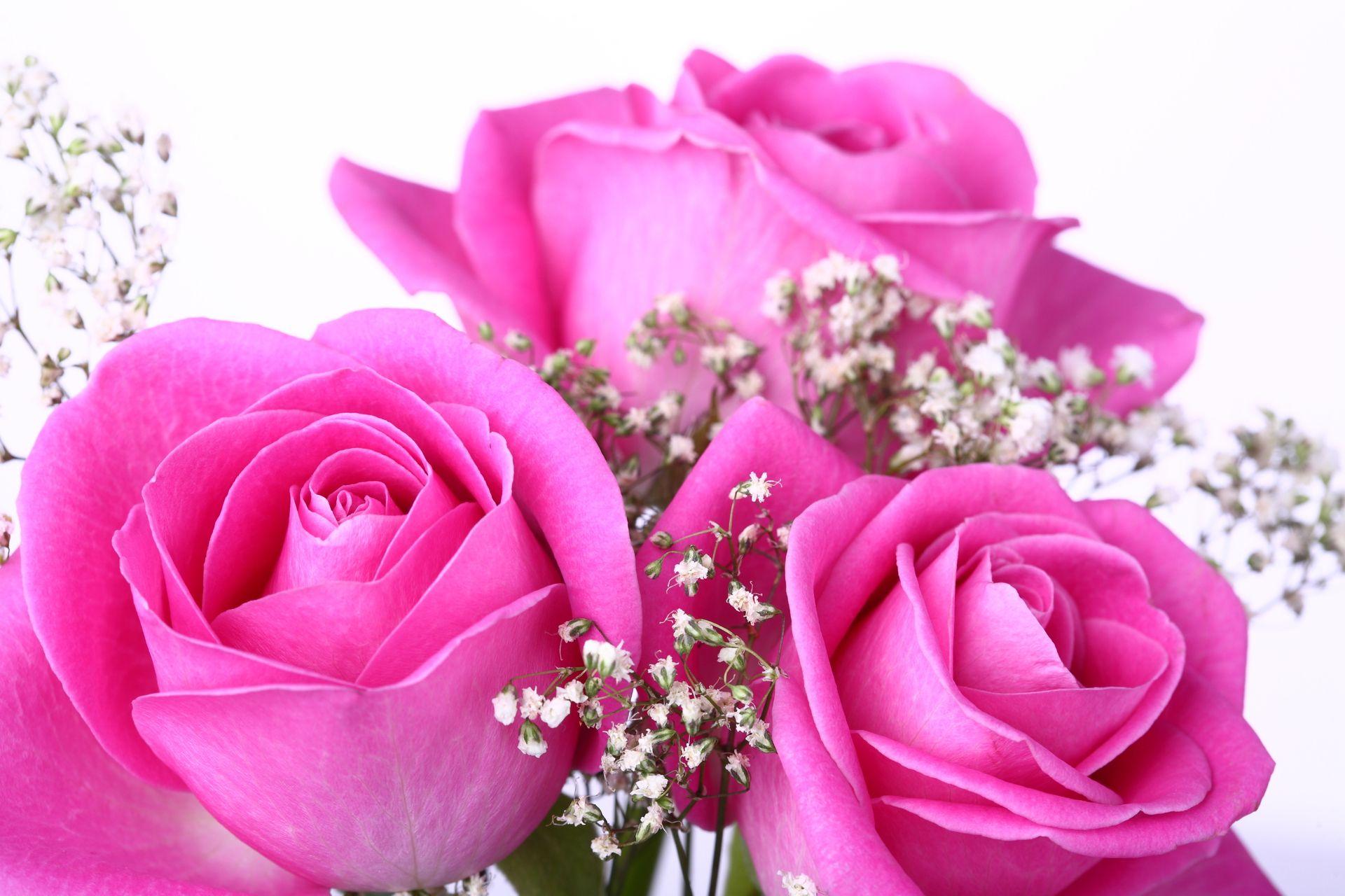 Hình nền HD 1920x1280 Pink Roses - Beautiful Pink Rose