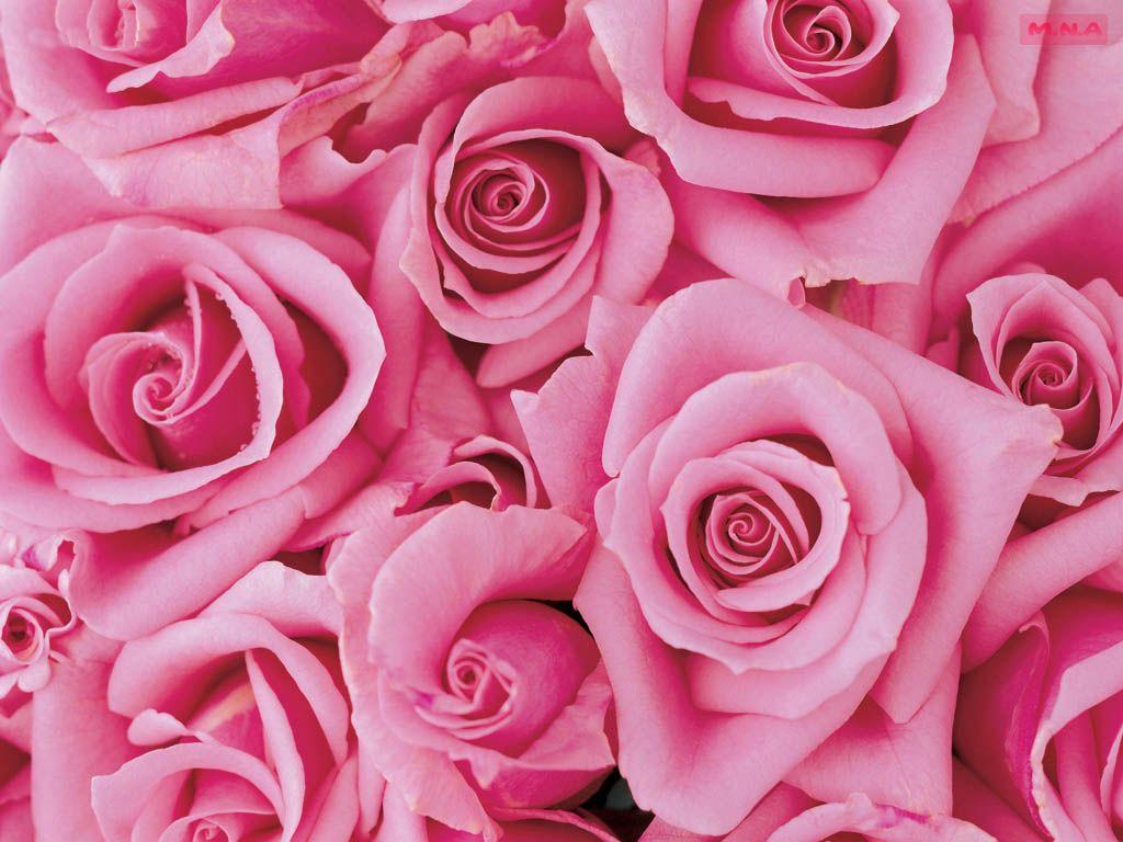 Crisp Type Of Pink Flowers Artwork Digital Art Crisp Type Of Pink Flowers Artwork Digital Art