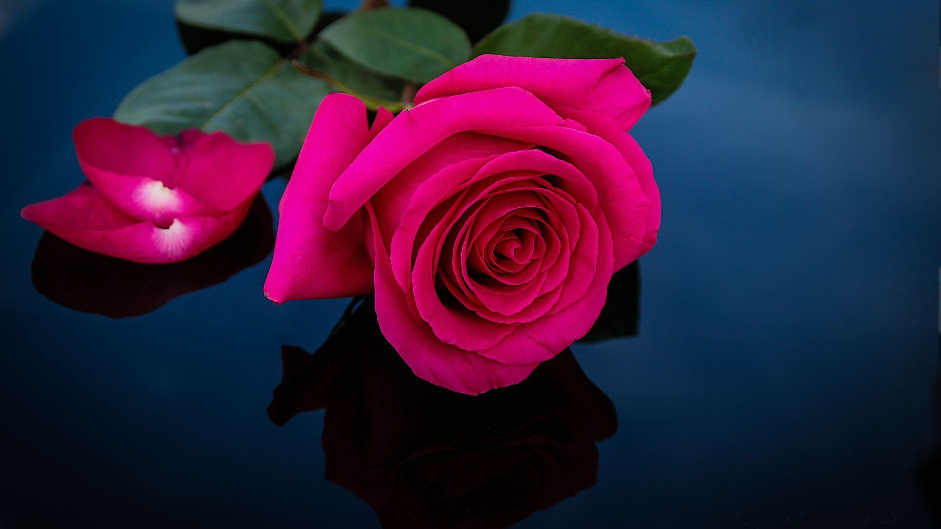 1920x1080 Pink Rose hình nền