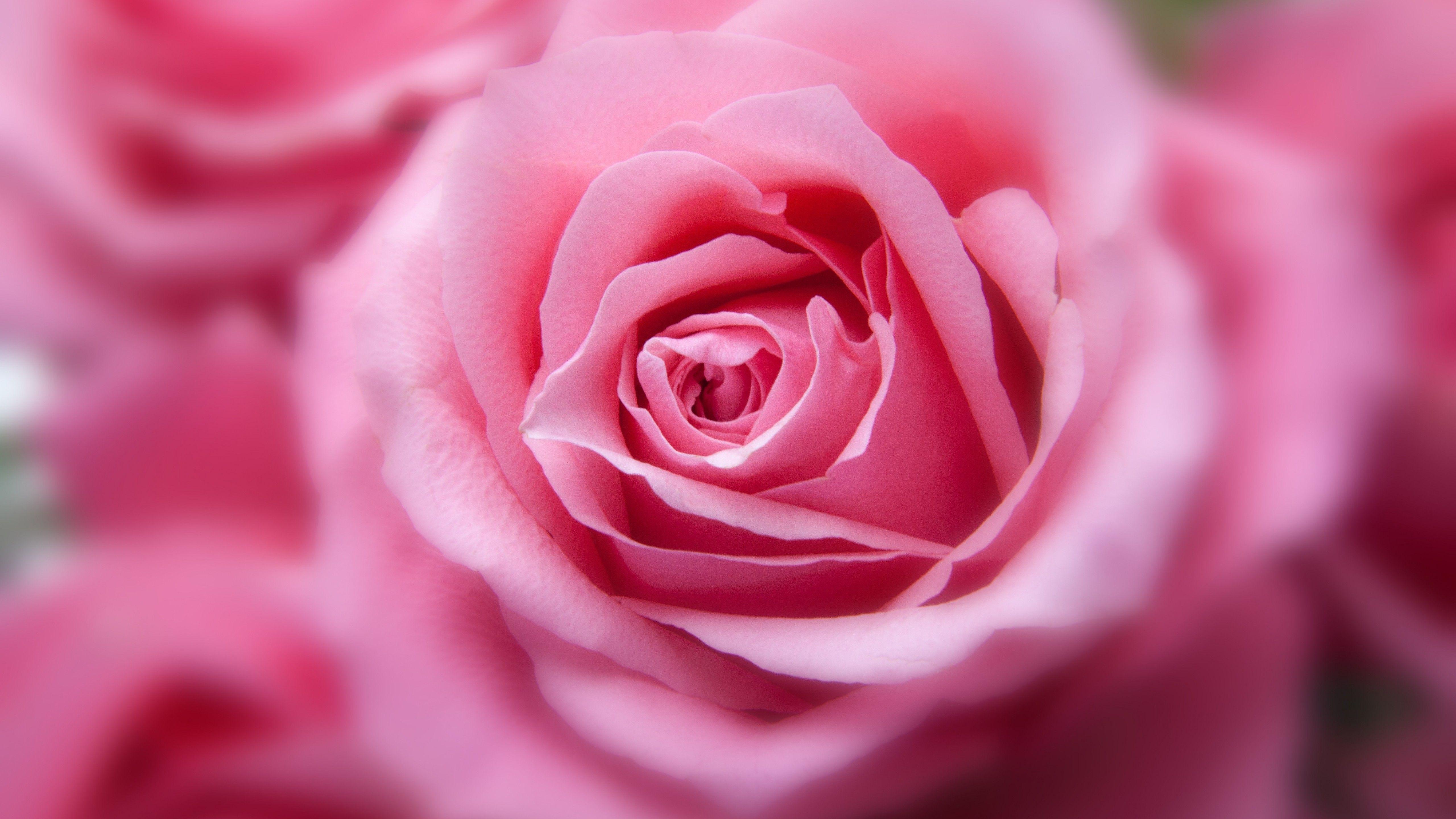 5120x2880 Hình nền Hoa hồng màu hồng, 4K, Hoa