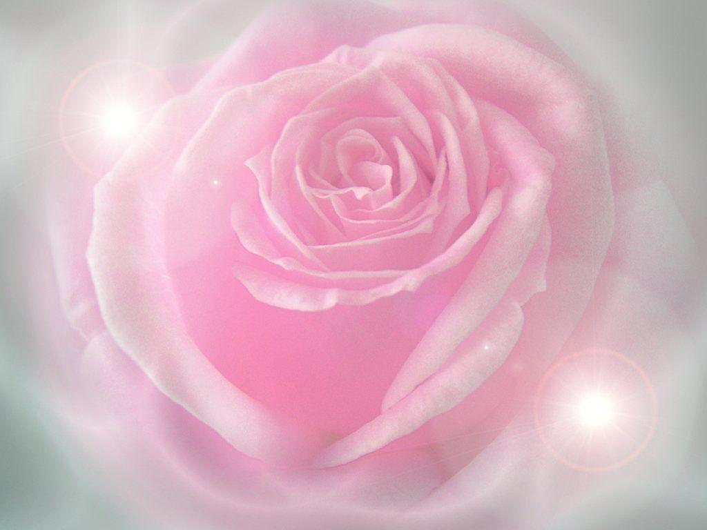 Hình nền 1024x768 Pink Rose