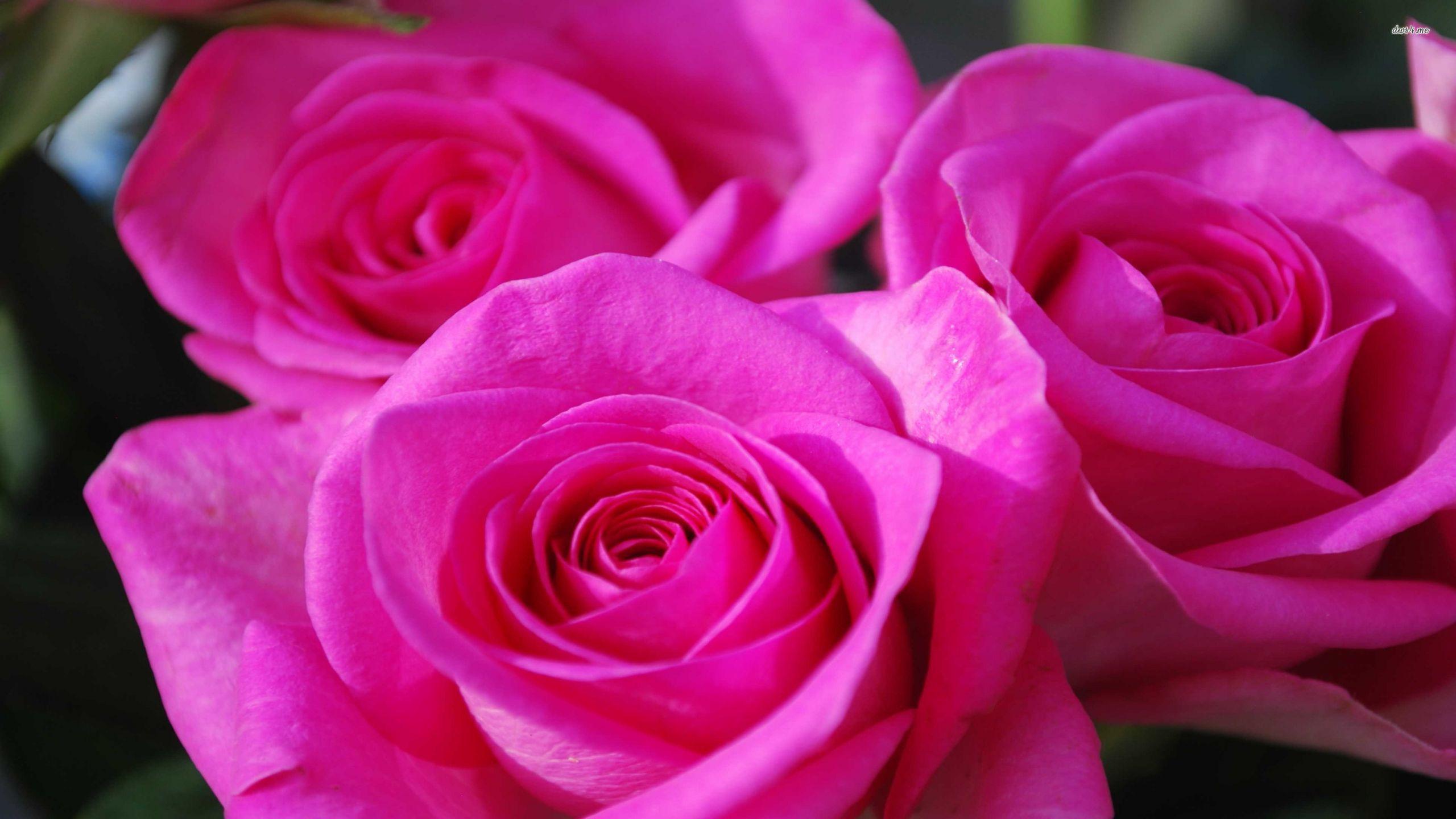 2560x1440 Hình nền hoa hồng hồng đẹp - Hình nền hoa