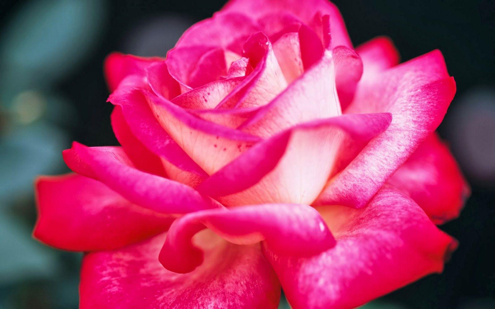 Pink Roses Wallpapers Top Free Pink Roses Backgrounds Wallpaperaccess