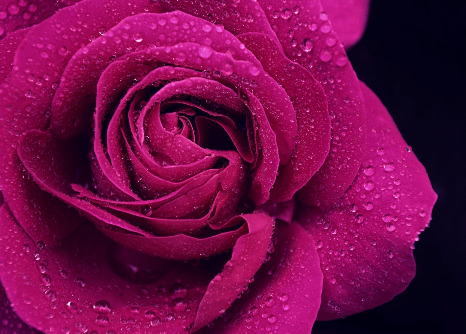 1800x1293 Hình nền hoa hồng tím và hồng