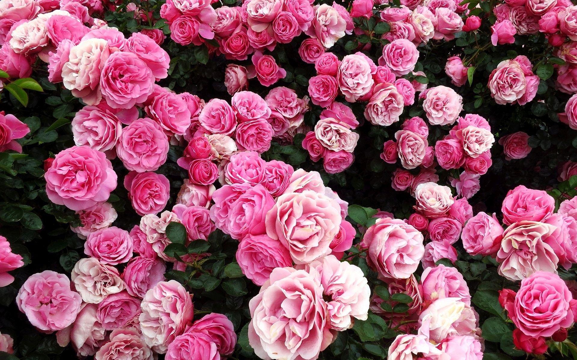 1920x1200 Rose Bush Of Pink Roses Hình nền - Pink Rose Hình nền HD
