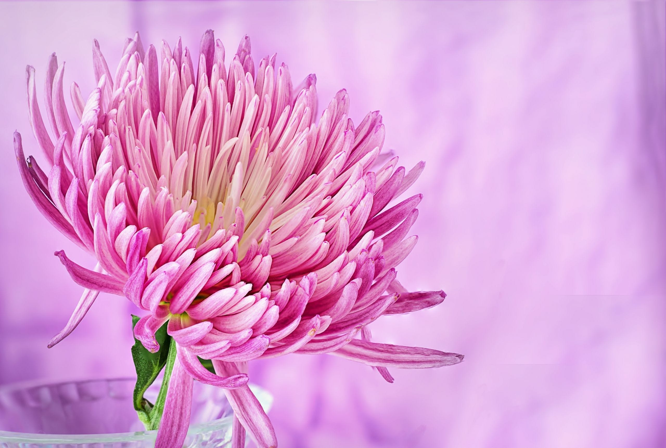 2560x1724 Download Pink Flower Wallpaper