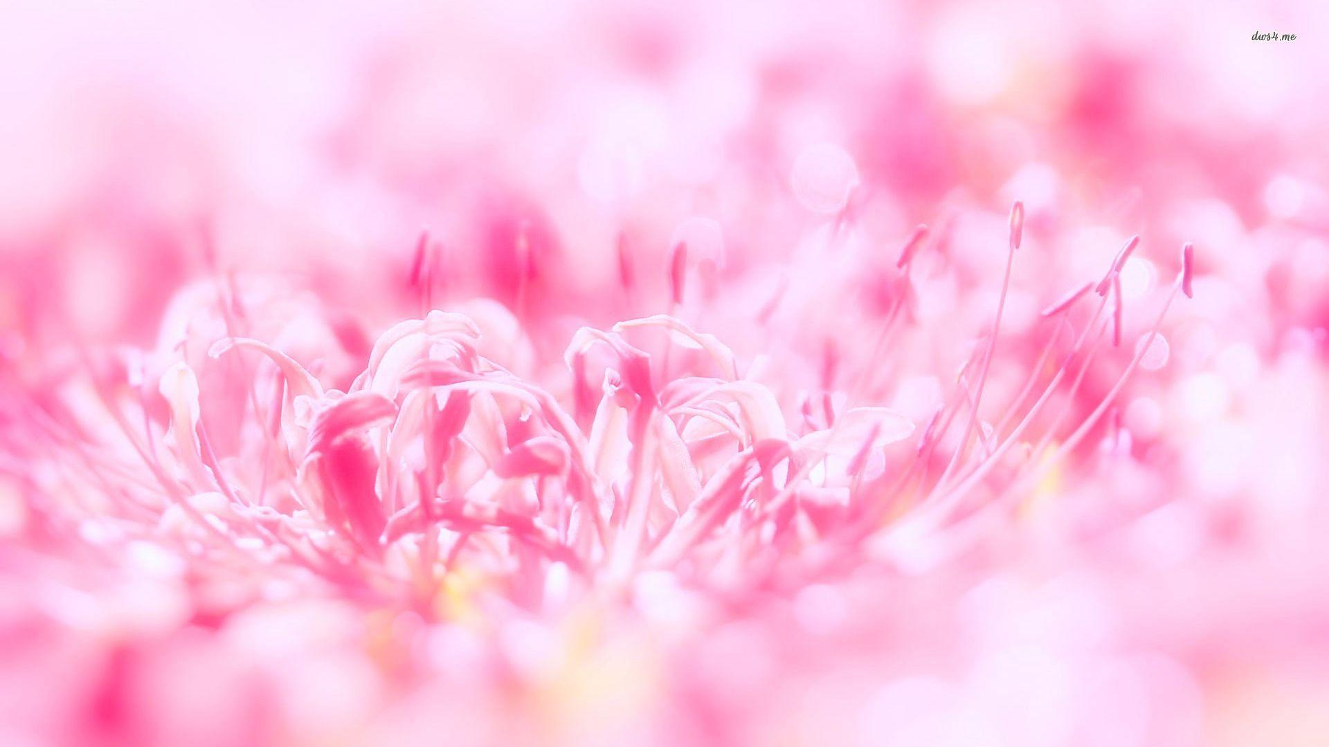 1920x1080 Pink flower wallpaper wallpaper