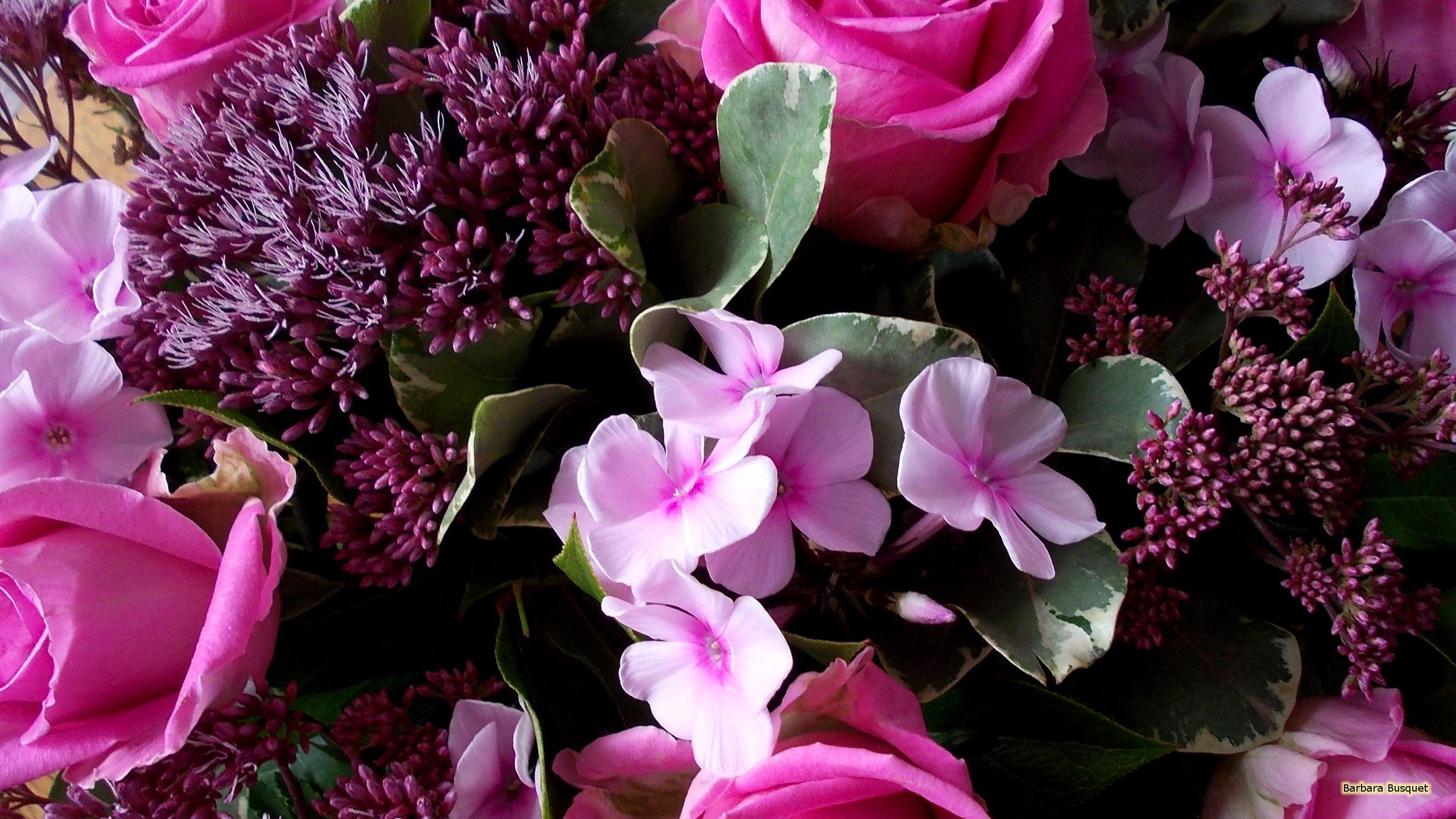2560x1440 Flower Wallpaper. Barbaras HD Wallpaper
