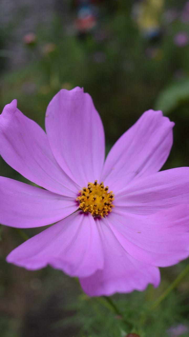 720x1280 Best Pink cosmos closeup hot pink flower Wallpaper (8 + Image)