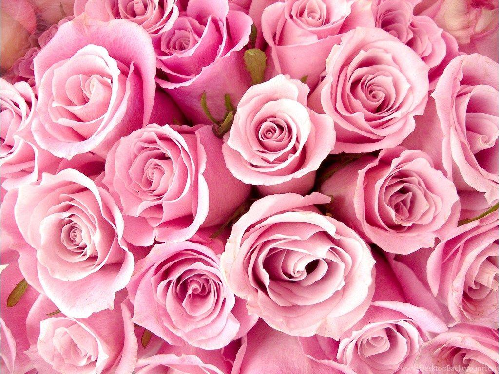 1024x768 Flower Wallpaper: White And Pink Flower Wallpaper High