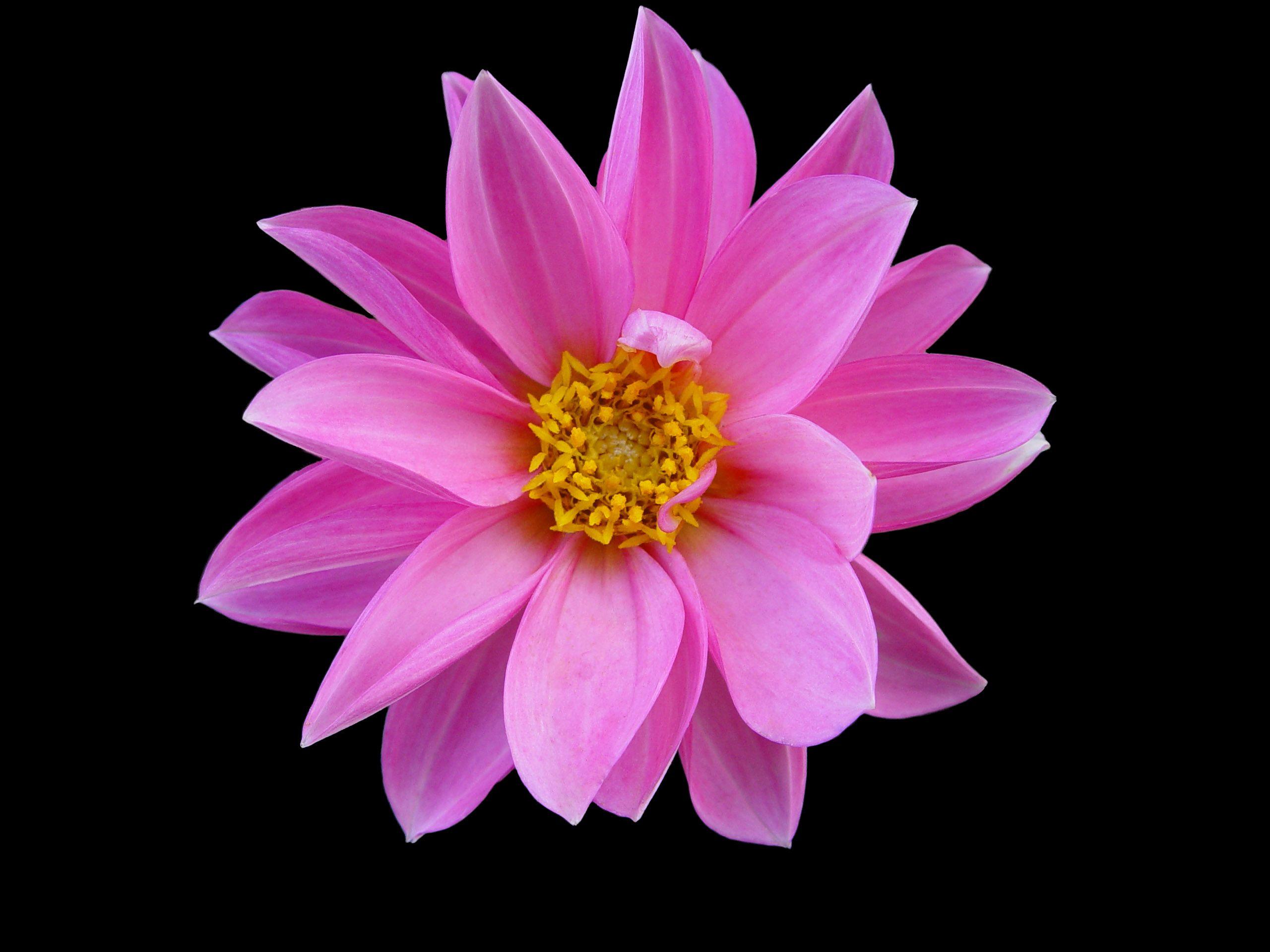 2560x1920 Free Pink Flower, Download Free Clip Art, Free Clip Art