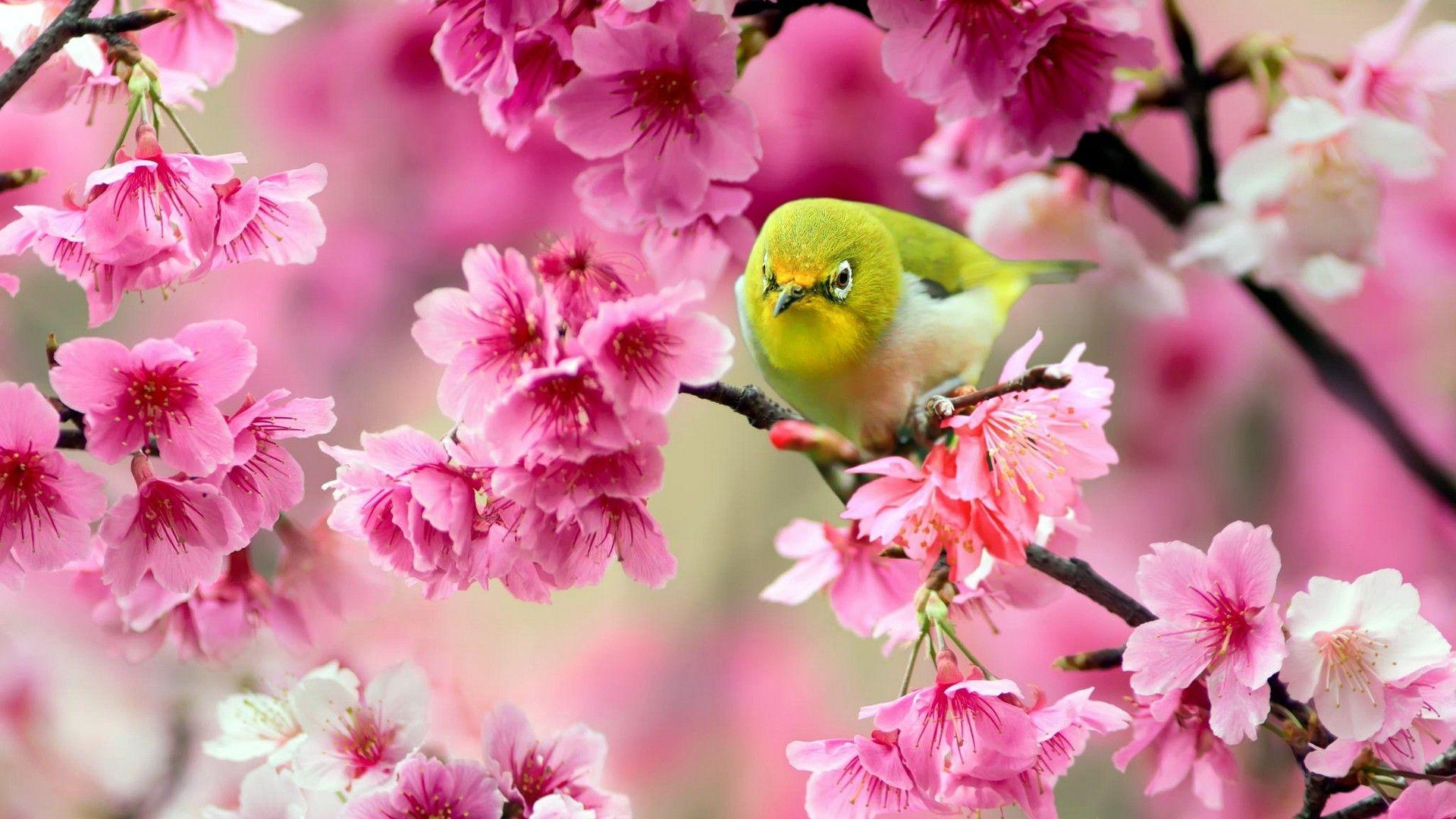 1920x1080 Pink Flower Wallpaper Green Bird Cute Wallpaper