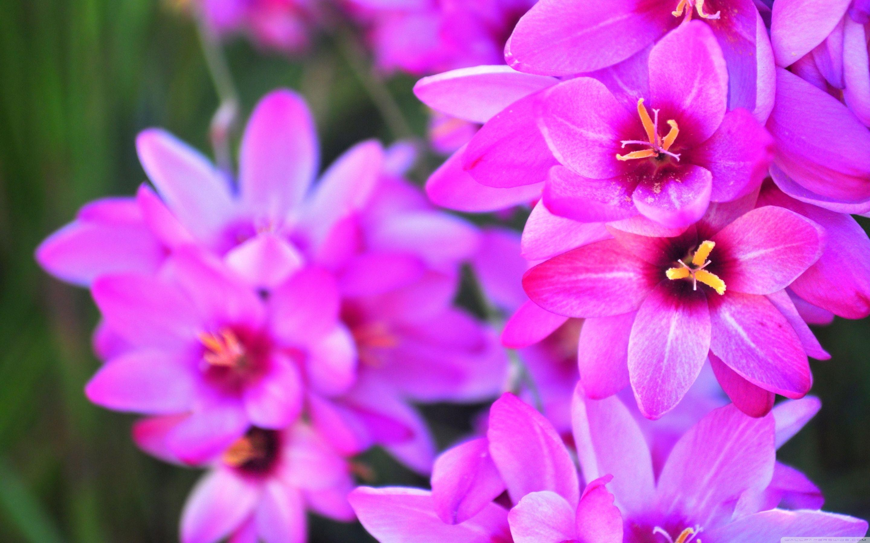2880x1800 HD Flower Wallpaper