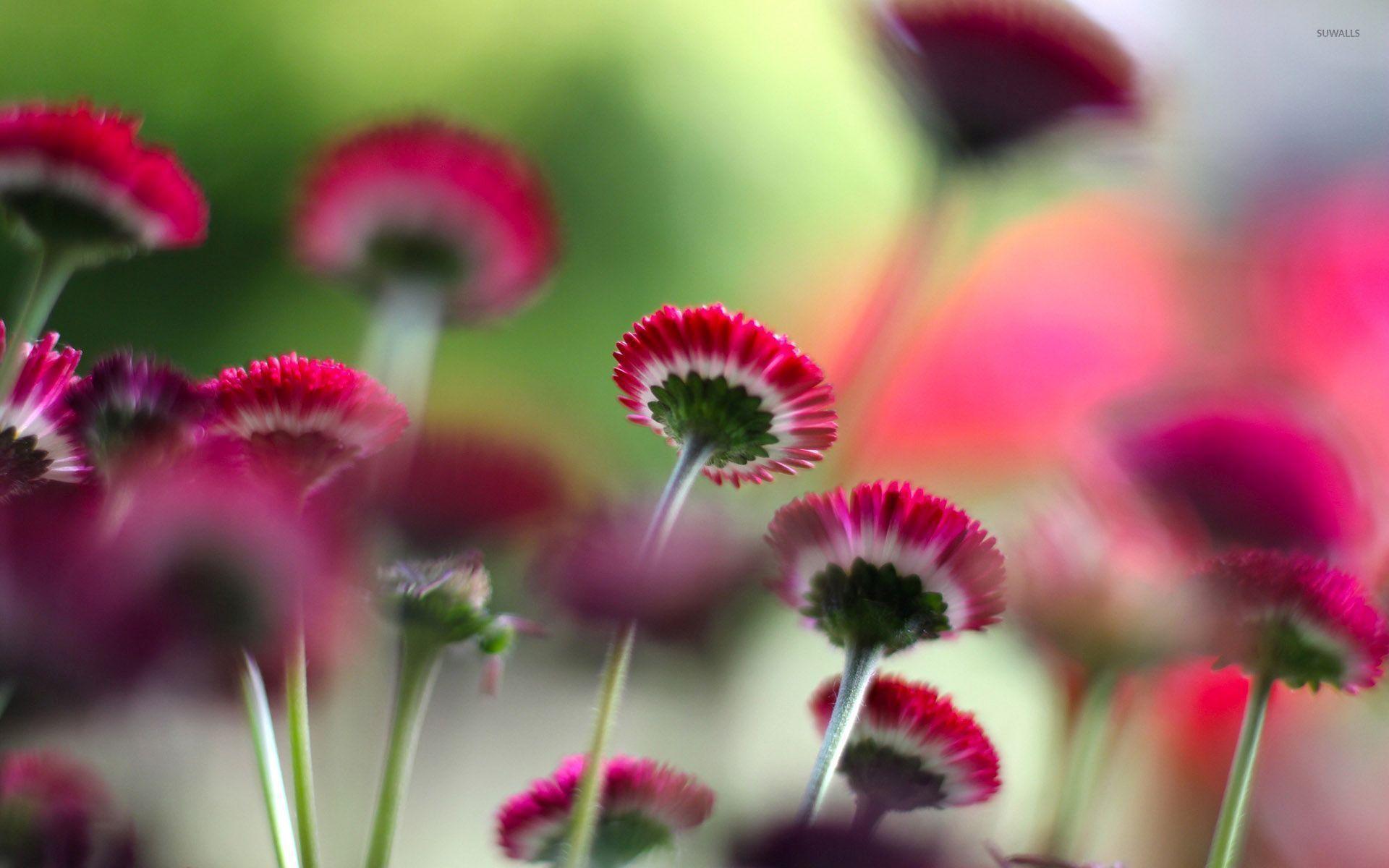 1920x1200 Small pink flowers wallpaper wallpaper