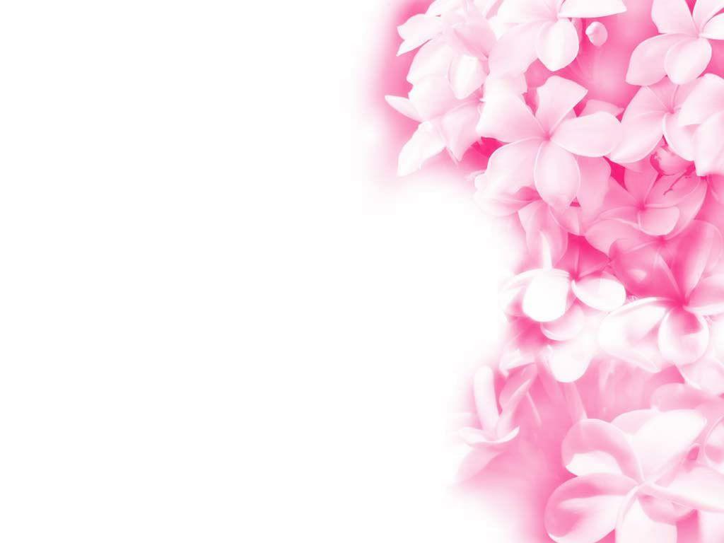 1024x768 Pink Flower Wallpaper Widescreen Outdoors Wallpaper 1080p