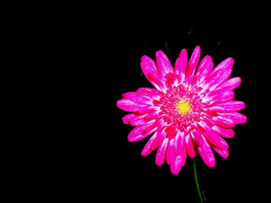 1024x768 Hot Pink Flower Wallpaper 01 - [1024x768]