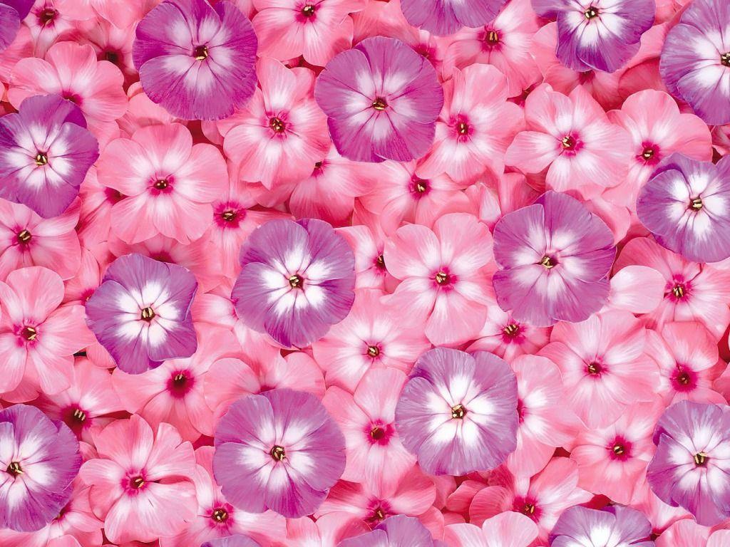 1024x768 ideas about Pink Flower Wallpaper Beautiful