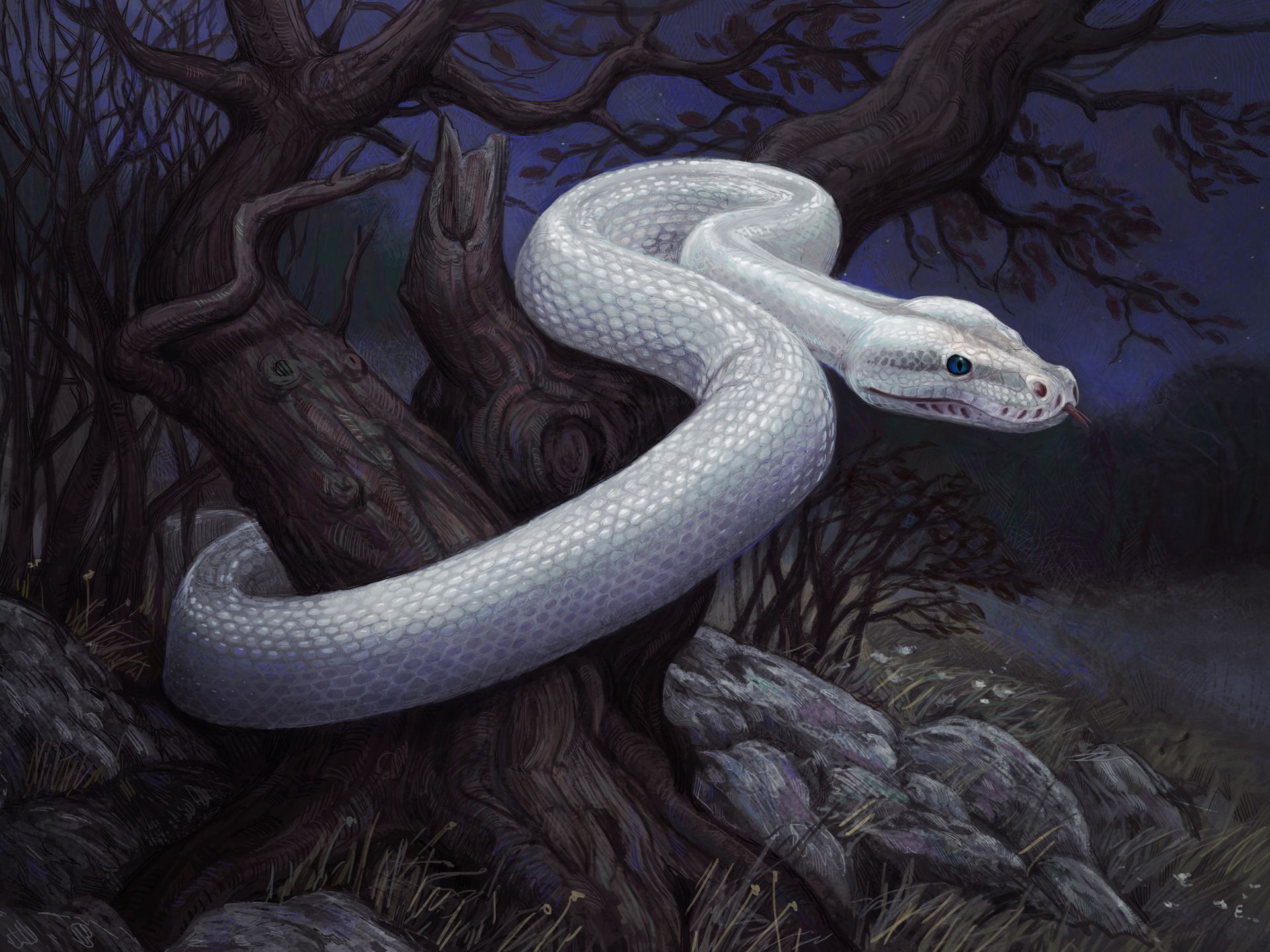 1920x1440 Photo Snakes Animals 1920x1440