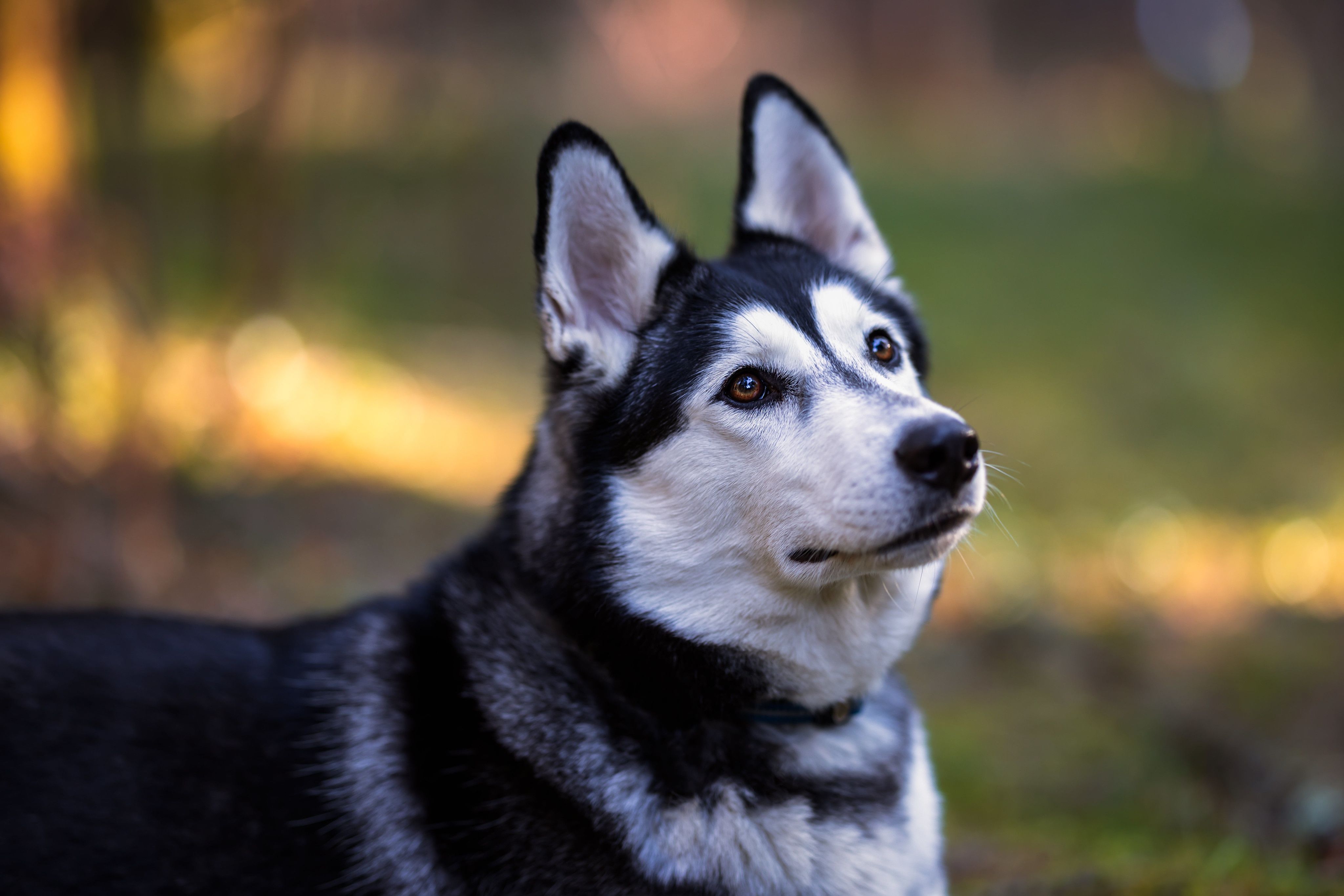 Husky 4k Wallpapers - Top Free Husky 4k Backgrounds - WallpaperAccess