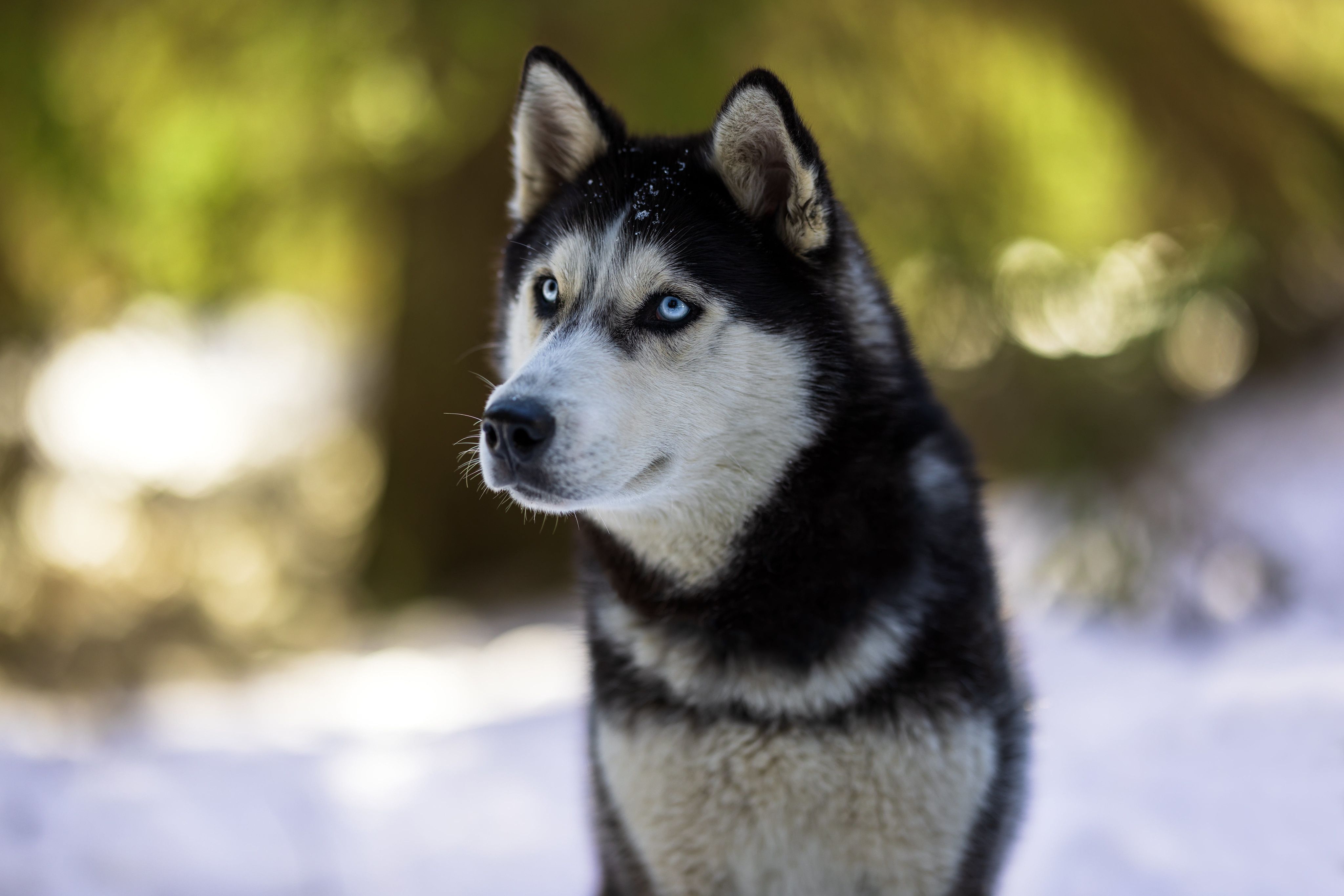 Husky 4k Wallpapers - Top Free Husky 4k Backgrounds - WallpaperAccess