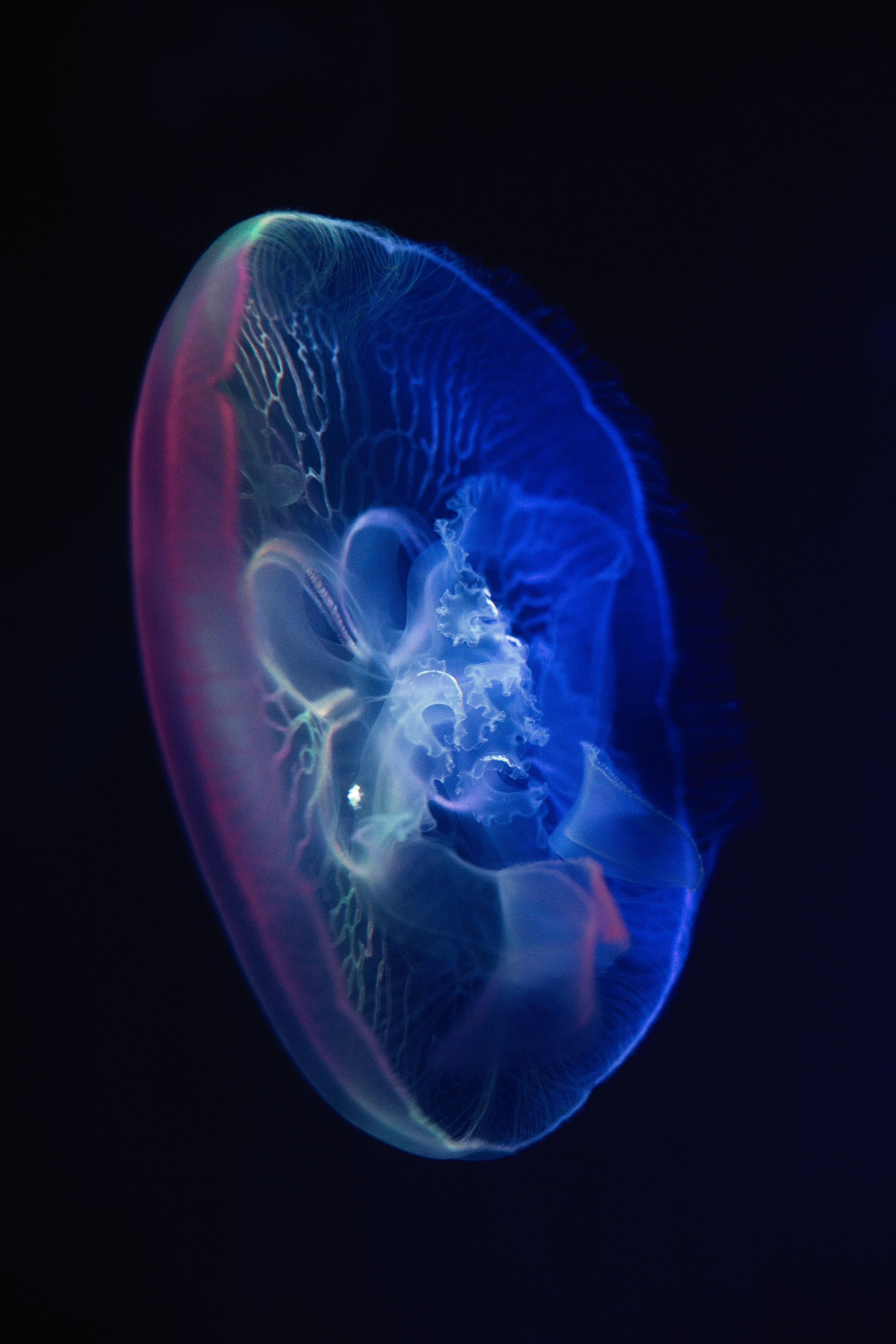 4560x6840 Psychedelic astronaut jellyfish