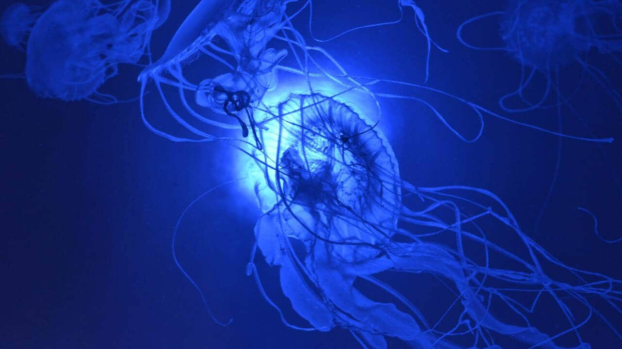 1280x720 Comment: Jellyfish born in space aren't