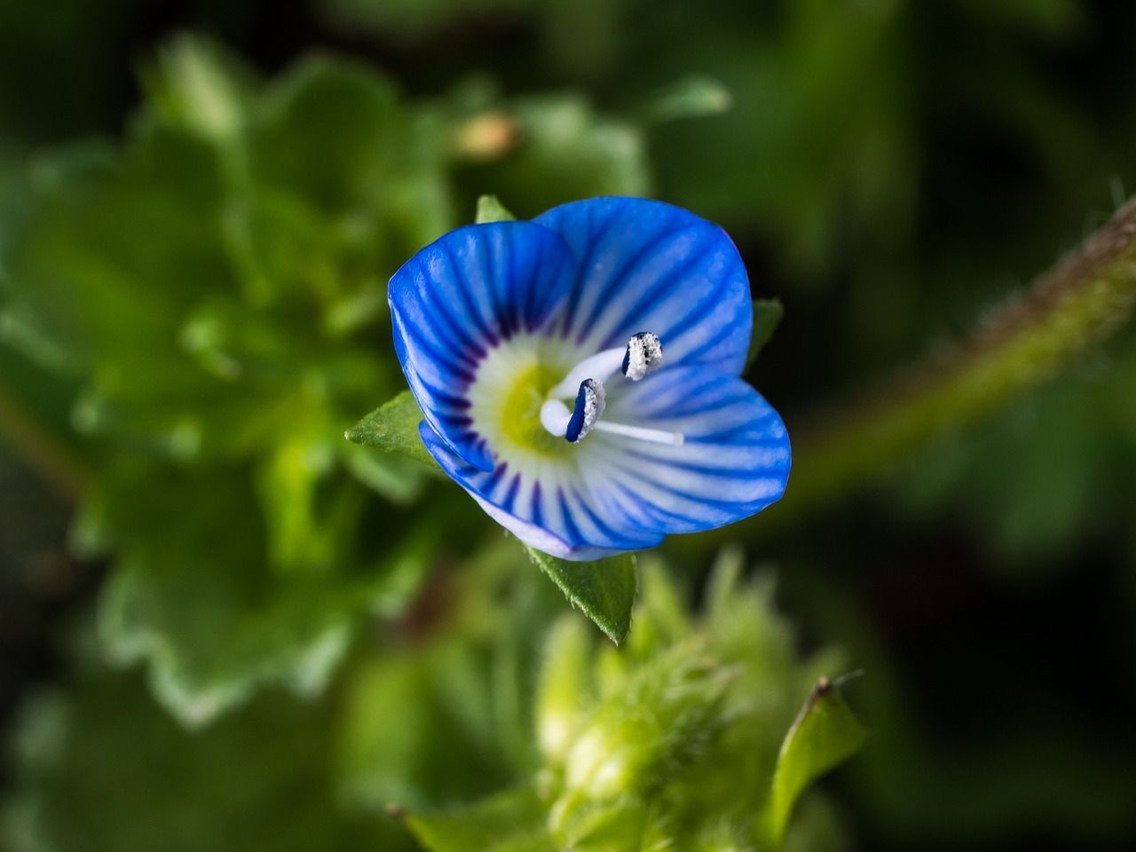 1280x960 Flower Veronica Persica Nature