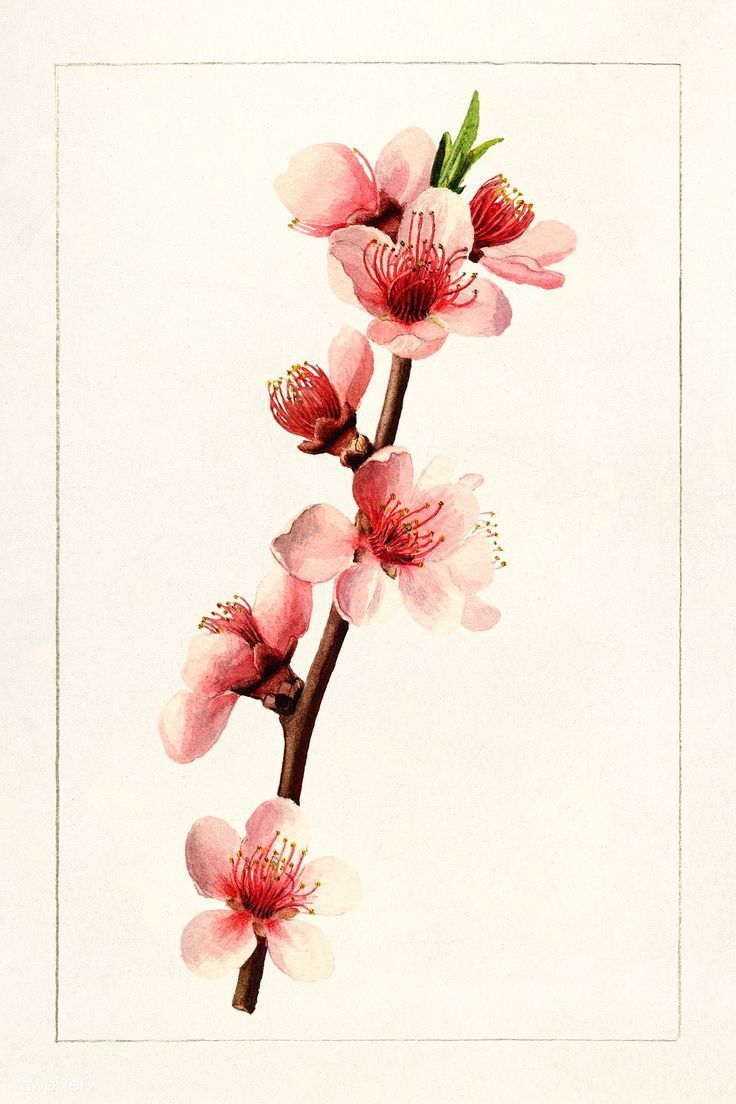736x1104 Peach (Prunus Persica) (1910)