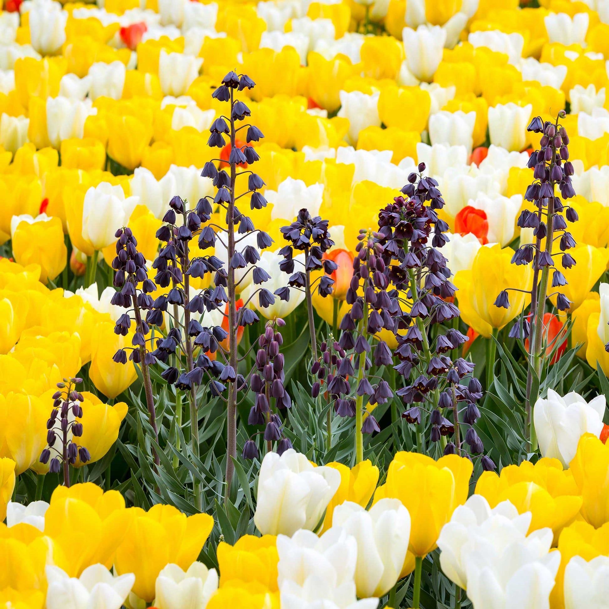 1946x1946 Fritillaria Bulbs. Fall