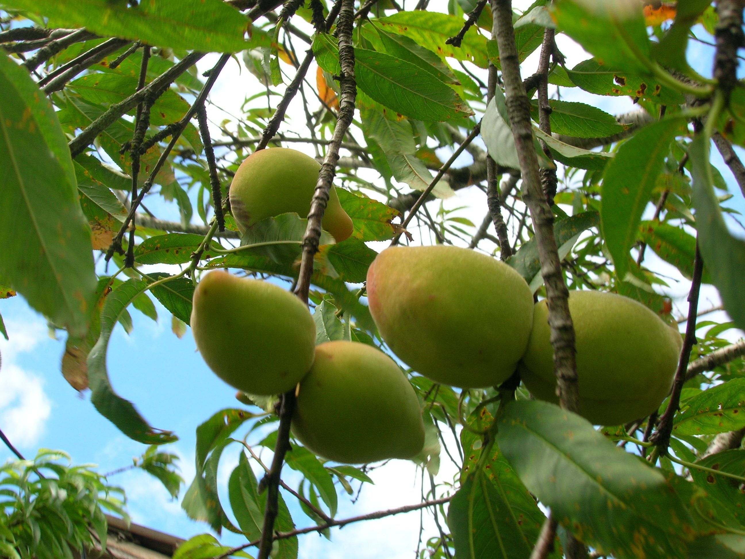 2592x1944 Starr 060615 8177 Prunus
