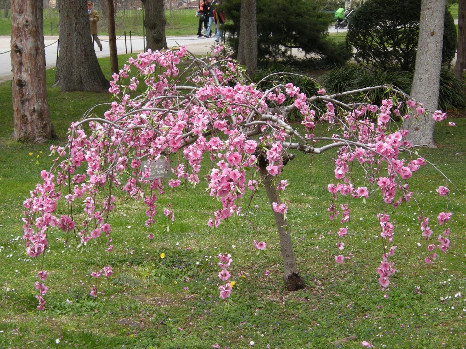 1600x1200 Prunus persica 'Pendula