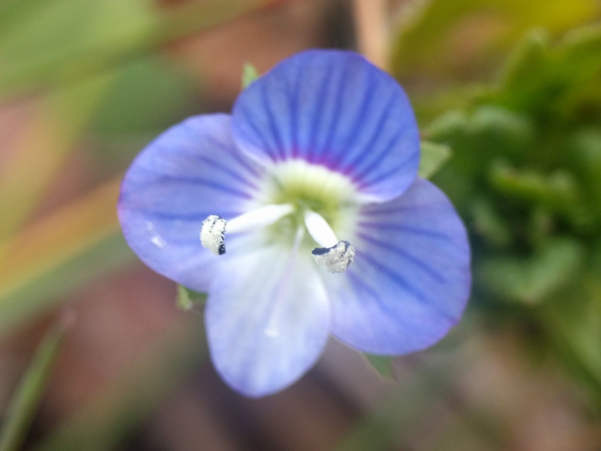 2048x1536 Veronica persica
