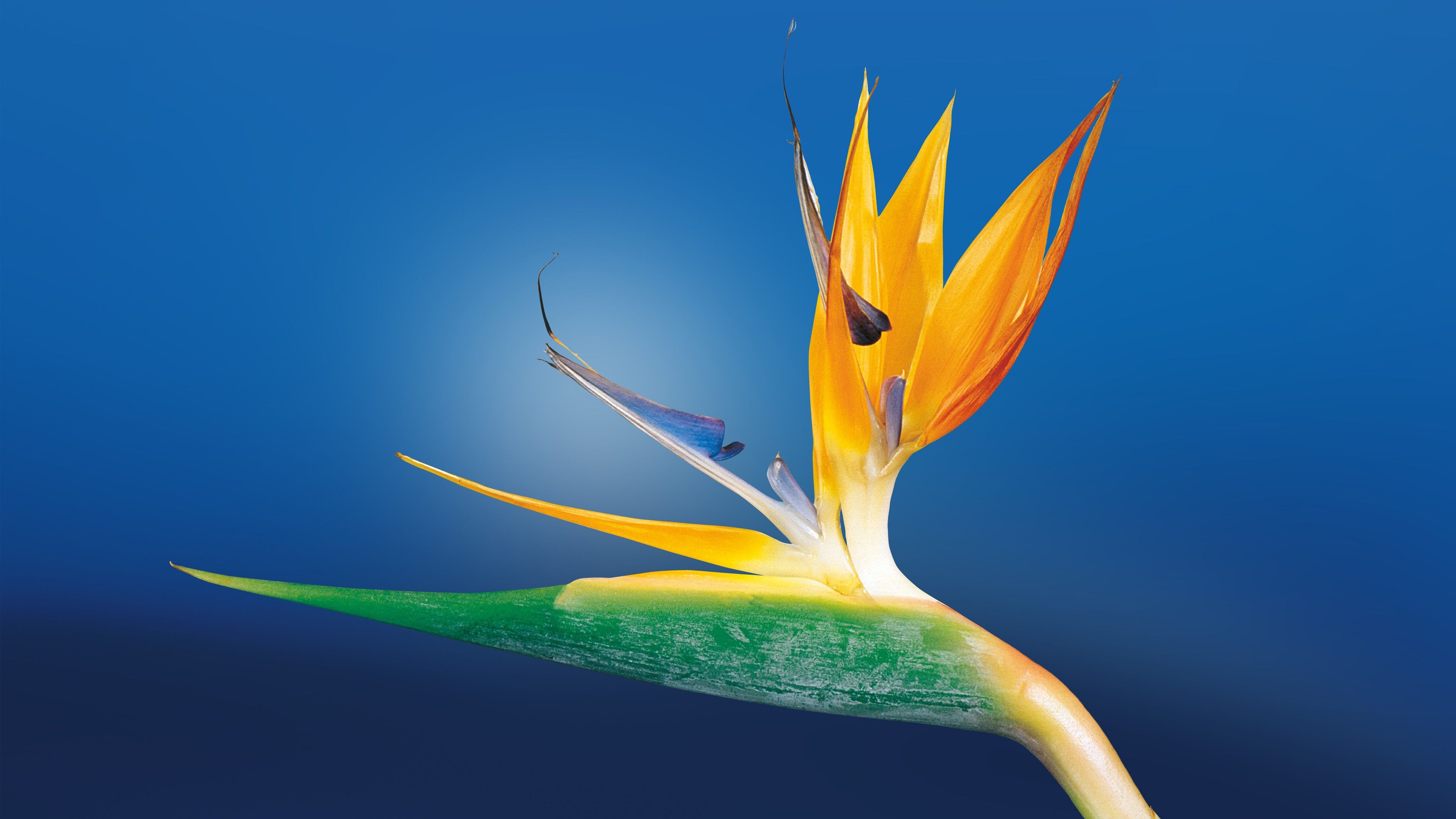 3840x2160 Nature Bird of paradise 4k Ultra HD