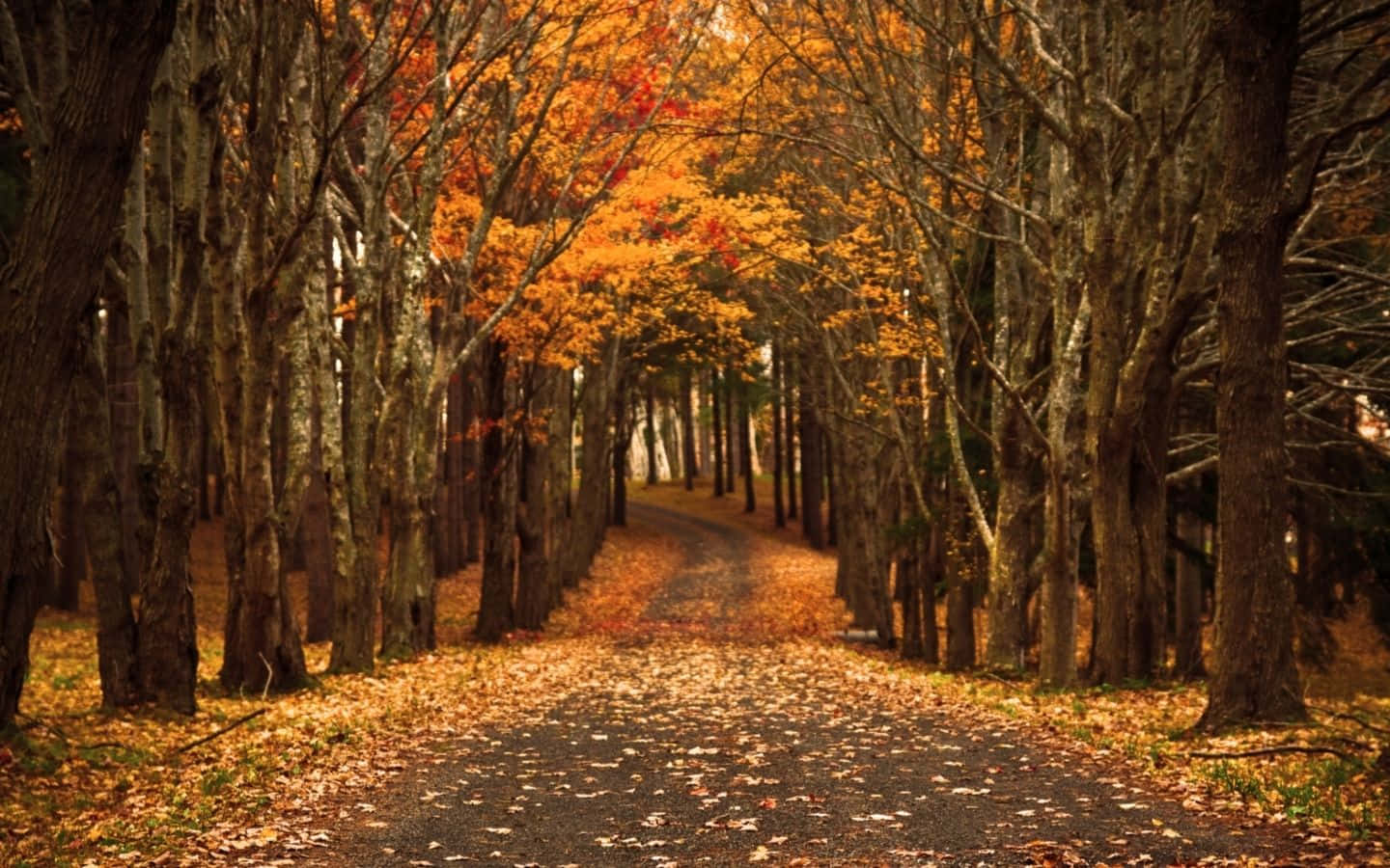 1440x900 Fall Aesthetic Macbook. Wallpaper