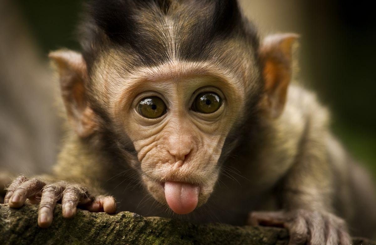 cute monkey baby