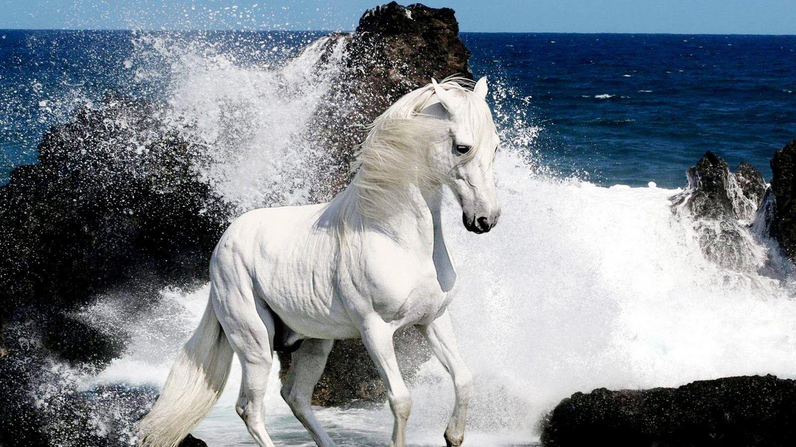 White Horse HD Wallpapers - Top Free White Horse HD Backgrounds -  WallpaperAccess