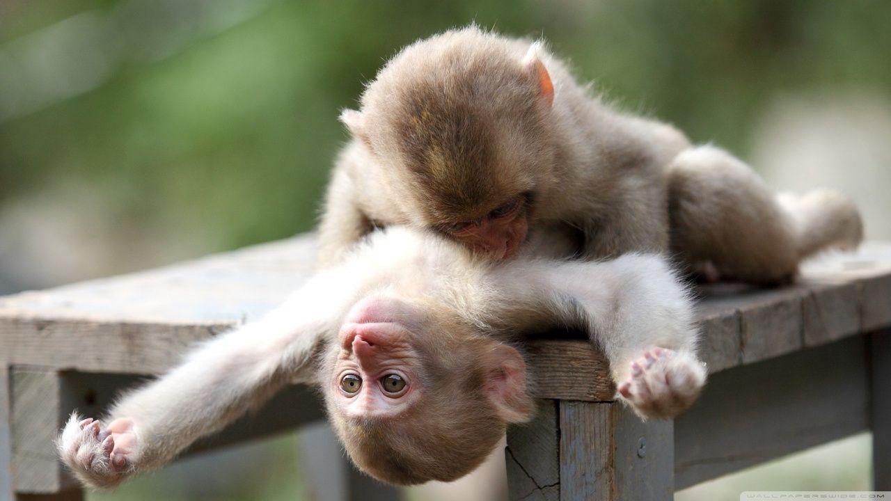 Hình nền 1280x720 Baby Monkeys