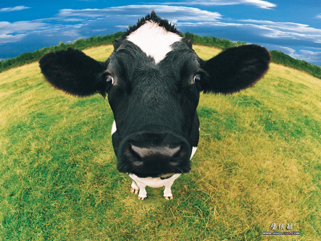 Cute Cow Wallpapers - Top Những Hình Ảnh Đẹp