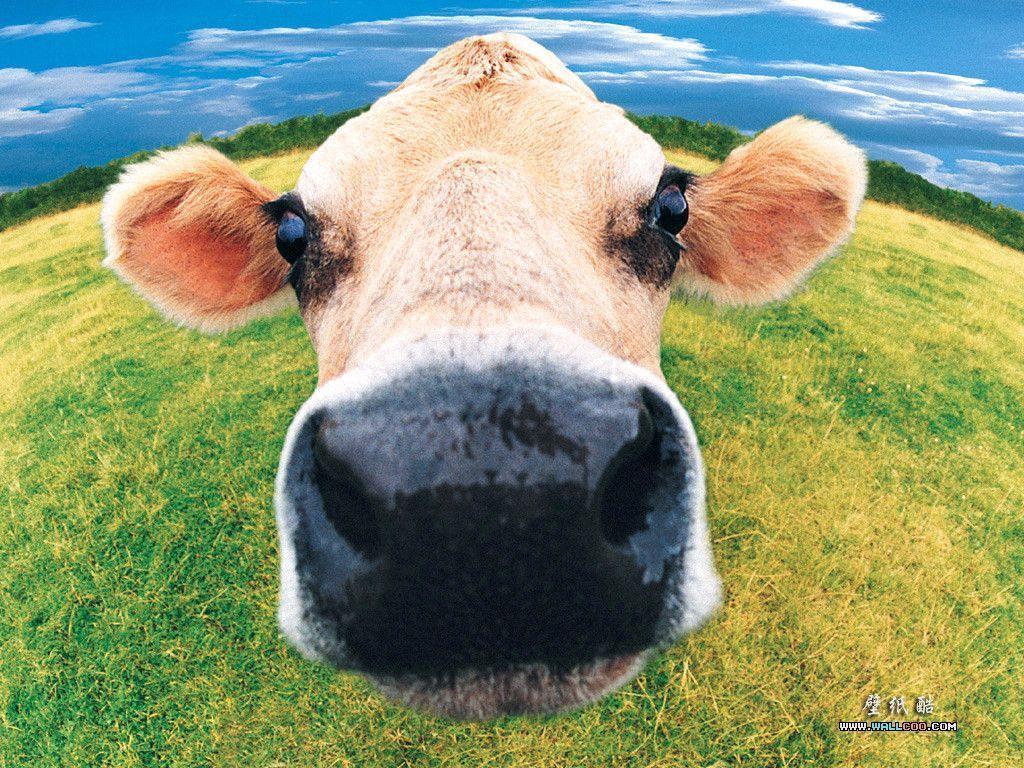 Dairy cattle 1080P 2K 4K 5K HD wallpapers free download  Wallpaper Flare