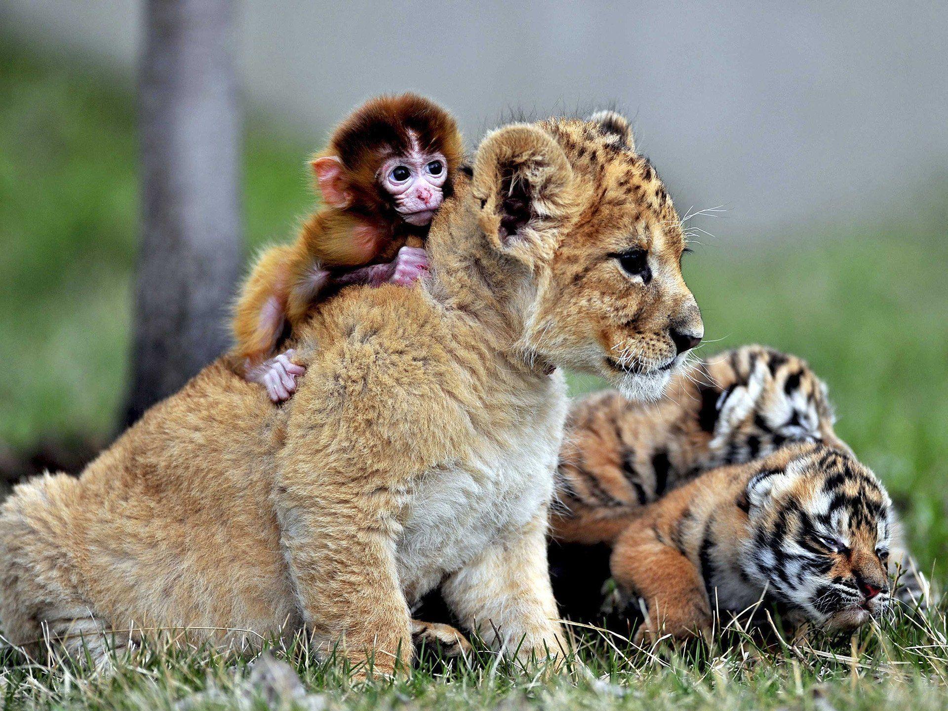 1920x1440 Lion Cub, Tiger Cubs và Baby Monkey Hình nền HD