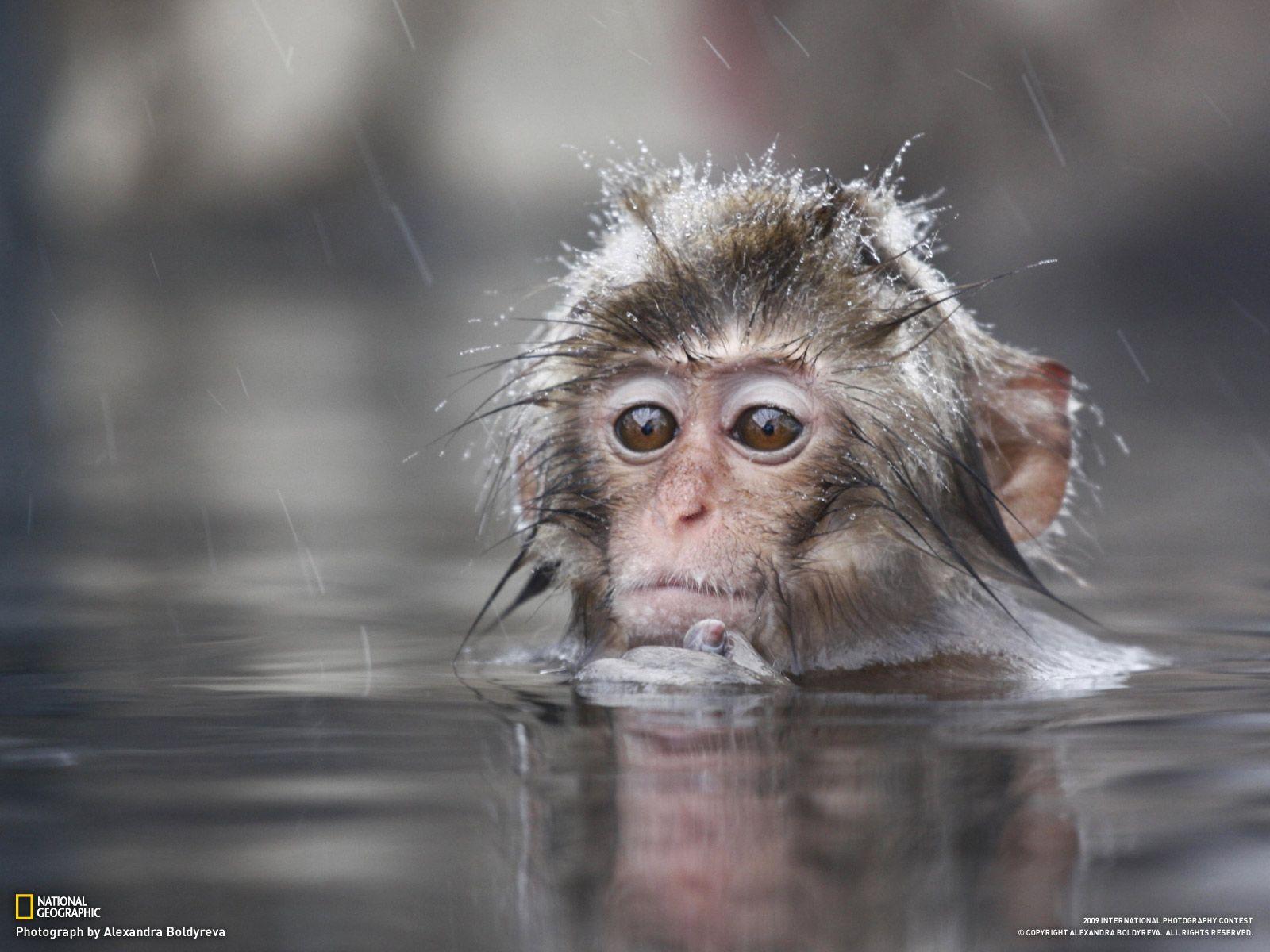 1600x1200 Các blog về động vật độc đáo: Hình nền khỉ con, Khỉ con