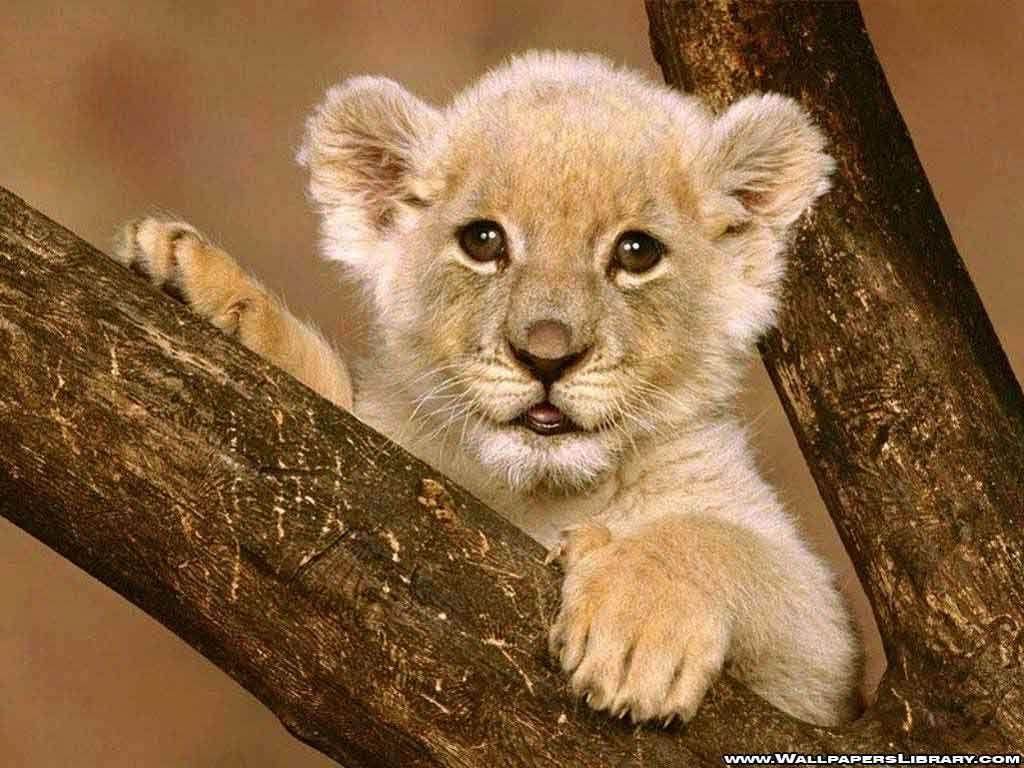 Baby Lion Wallpapers - Top Những Hình Ảnh Đẹp