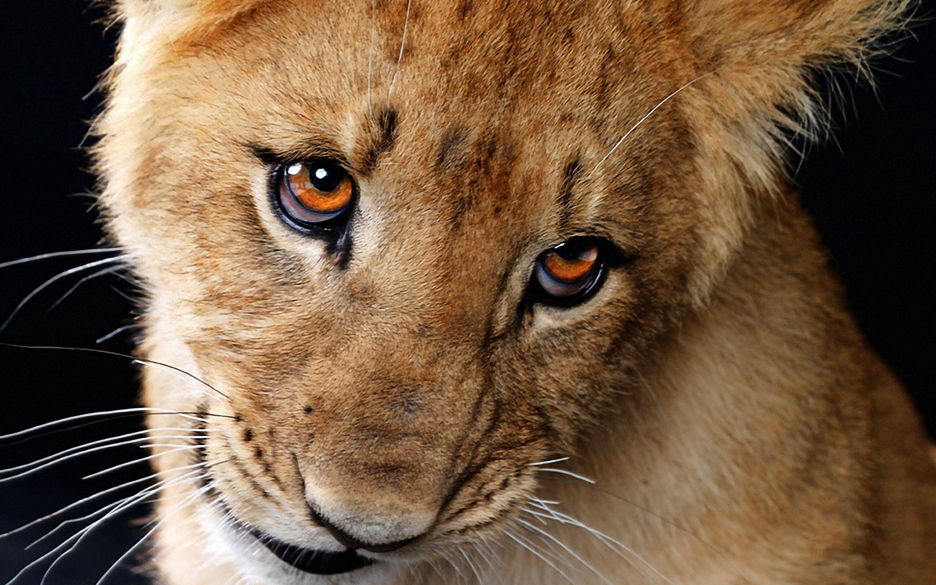 1920x1200 Cute Lion Cubs Wallpaper