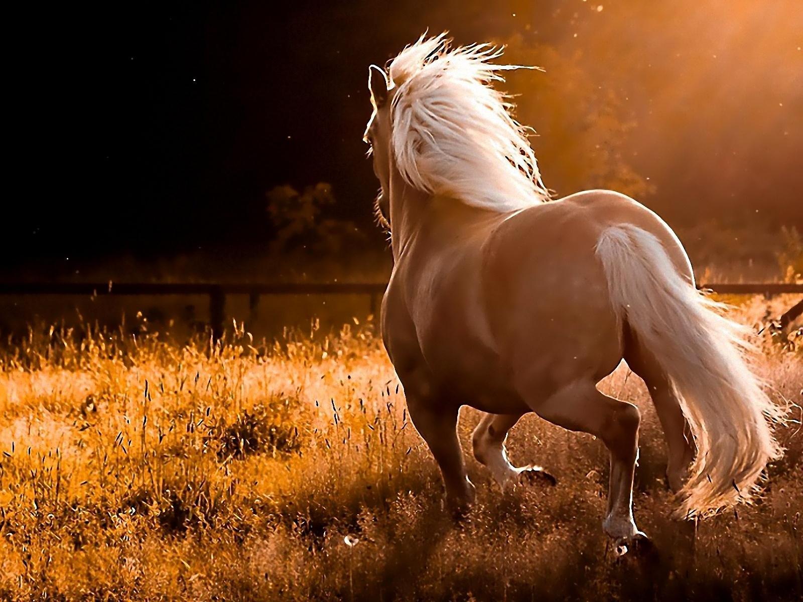 Hình ảnh và hình ảnh ngựa đẹp nhất 1600x1200