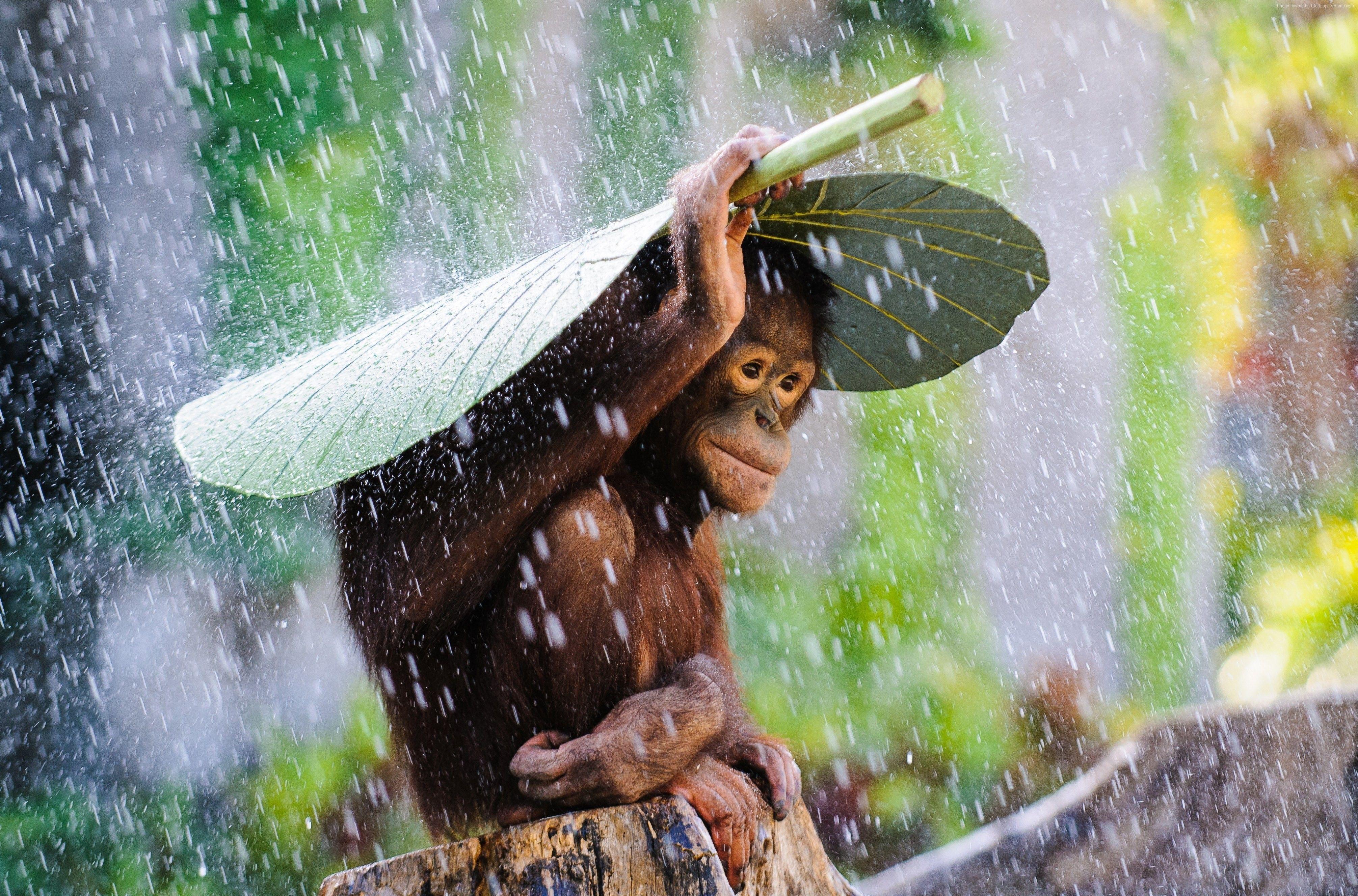 4023x2656 Khỉ con bảo vệ nó khỏi mưa Ảnh